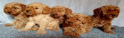 Miniature Poodle dogs for sale: Miniature poodle  - Advert 8