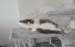 Persian cats for sale: Persian girls for sale  - Image 4