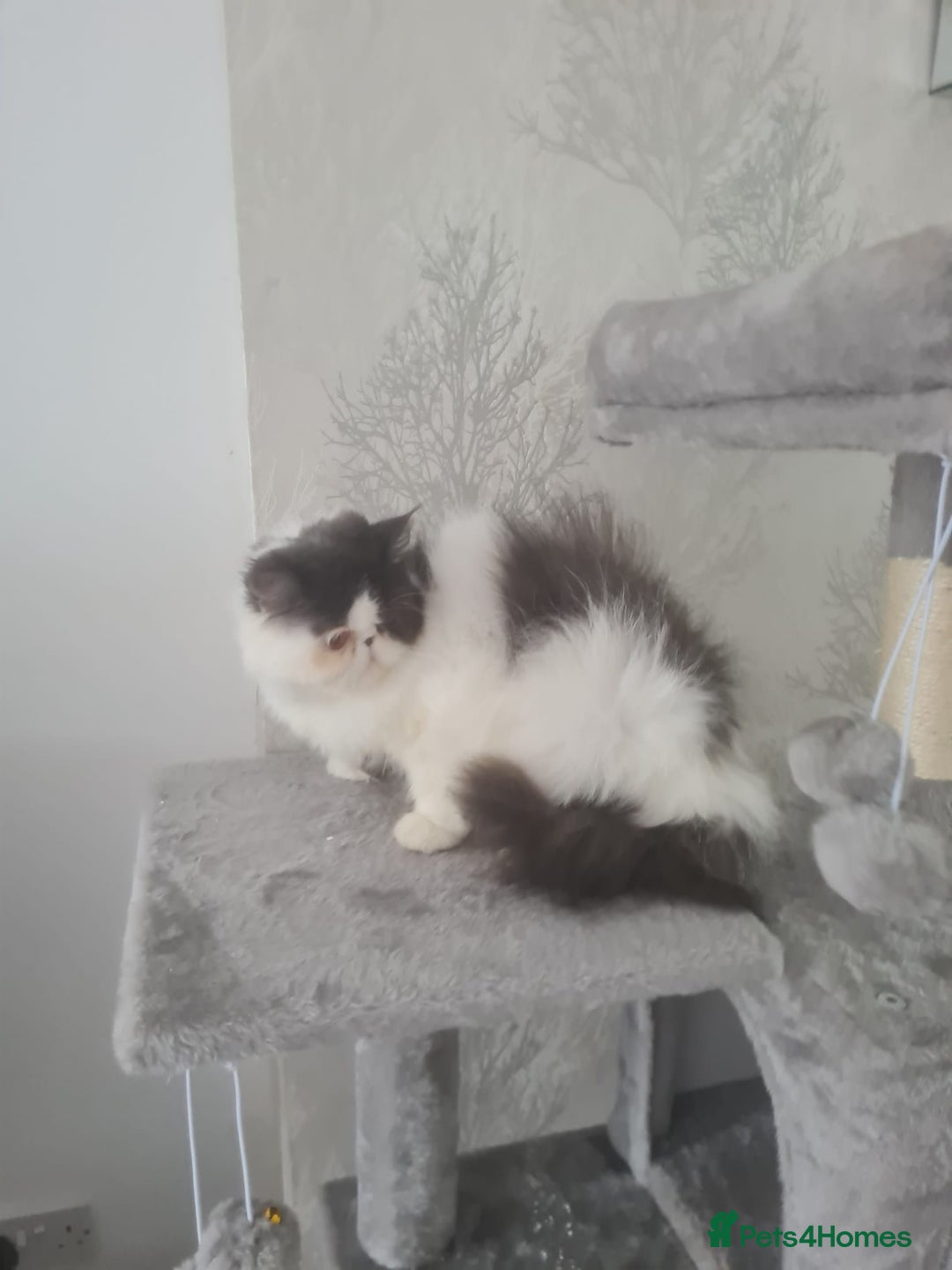 Persian cats for sale: Persian girls for sale  - Image 4