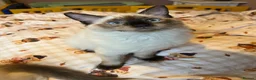 Ragdoll cats for sale: Ragdoll Kittens - Advert 4