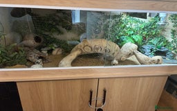 Leopard Gecko reptiles for sale: Leopard gecko with enclosure  - Image 3