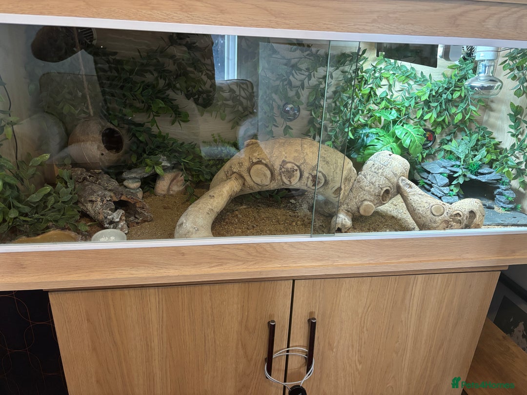 Leopard Gecko reptiles for sale: Leopard gecko with enclosure  - Image 3