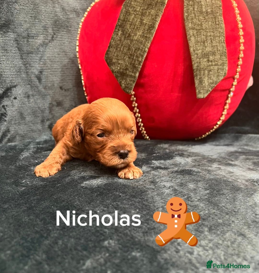 Cavapoo dogs for sale: ✨Beautiful Toy Cavapoo Puppies KC Reg parents✨ - Advert 14