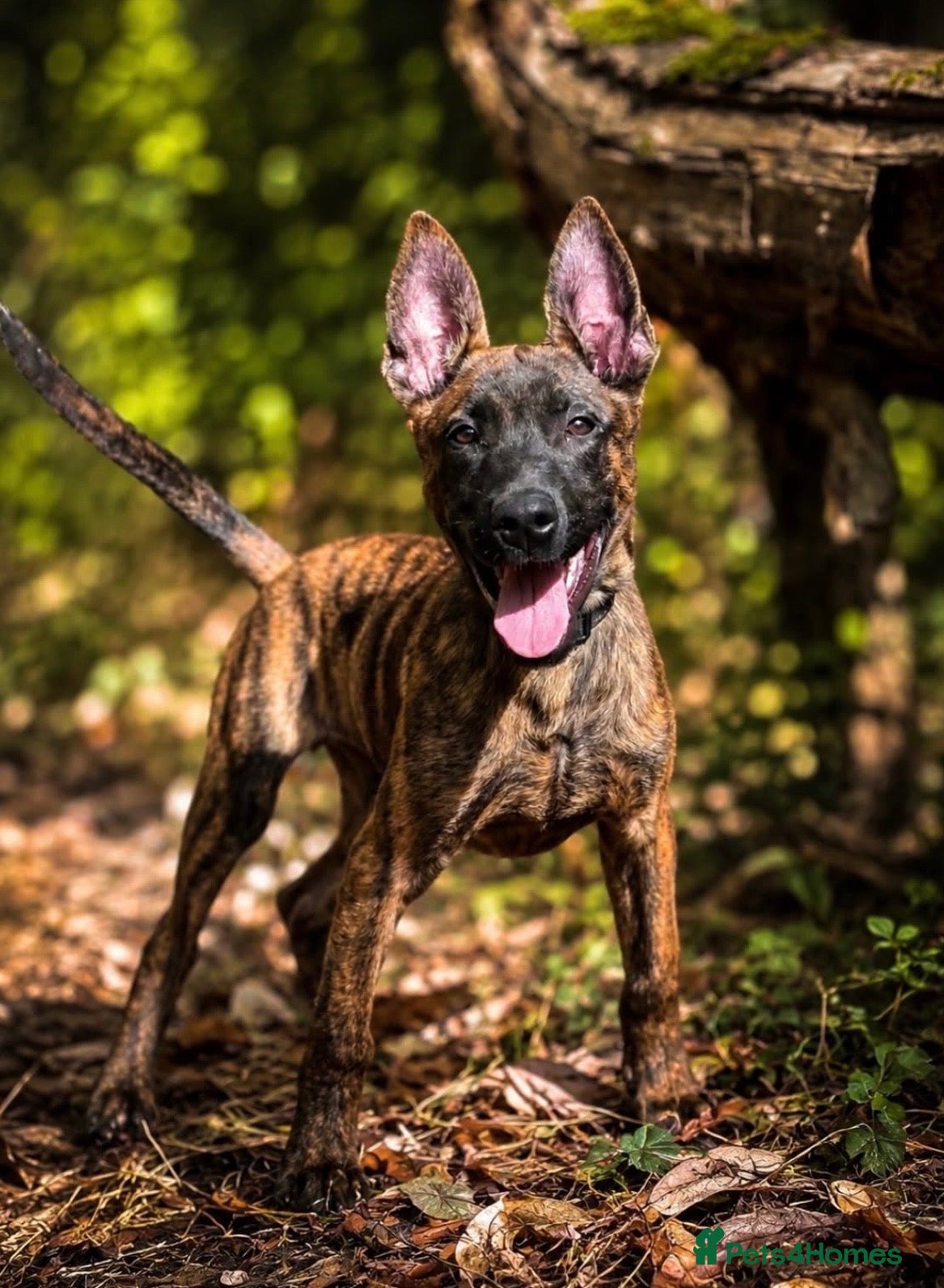 Belgian Shepherd Dog dogs Herder puppies x (working lines) - Advert 6