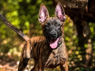 Belgian Shepherd Dog dogs Herder puppies x (working lines) - Advert 6