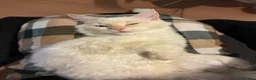 Ragdoll cats for sale: Gorgous flamepoint ragdoll  - Advert 3