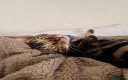 Bengal cats for sale: 11 month male Bengal - Image 7