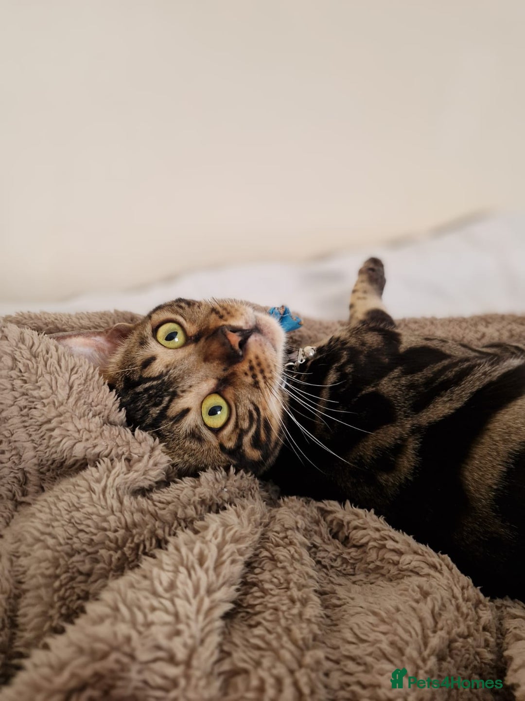 Bengal cats for sale: 11 month male Bengal - Image 7