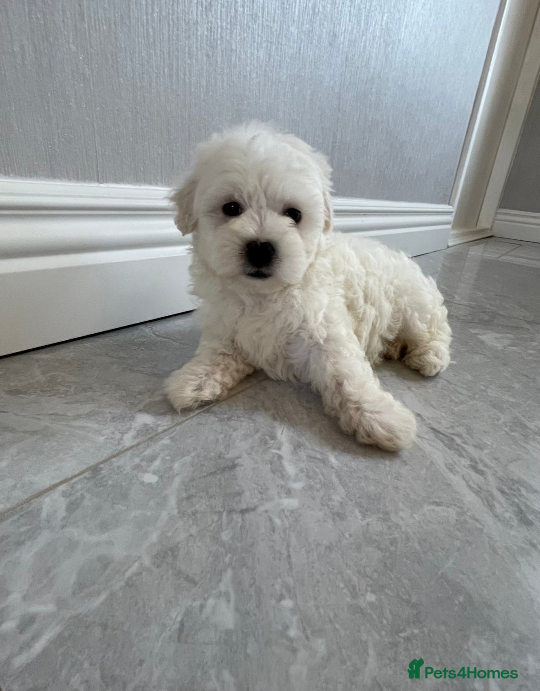 Maltipoo dogs for sale: 🐾 maltipoo puppy’s 🐾 - Image 13