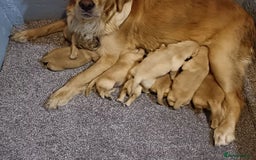 Golden Retriever dogs for sale: *Puppies for Sale: Golden Retrievers* - Image 2