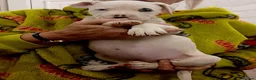 American Bully dogs for sale: American bully puppies  - Advert 28