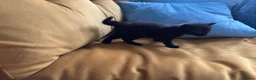Mixed Breed cats for sale: 4 healthy black and black and kittens  - Advert 5