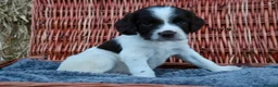 English Springer Spaniel dogs for sale: 1 boy left. Heath Tested Springer Spaniel Pups - Advert 13