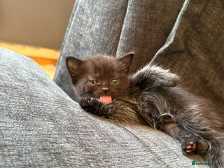 Mixed Breed cats 3 beautifull baby's left ready 18th aug - Advert 14