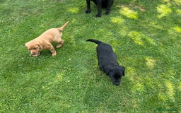 Labrador Retriever dogs for sale: Drakeshead Labrador Retriever  - Image 5