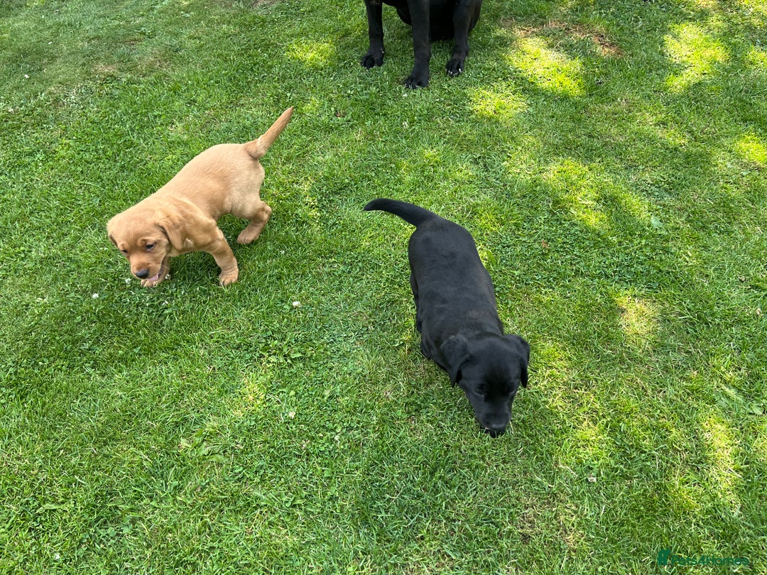 Labrador Retriever dogs for sale: Drakeshead Labrador Retriever  - Image 5
