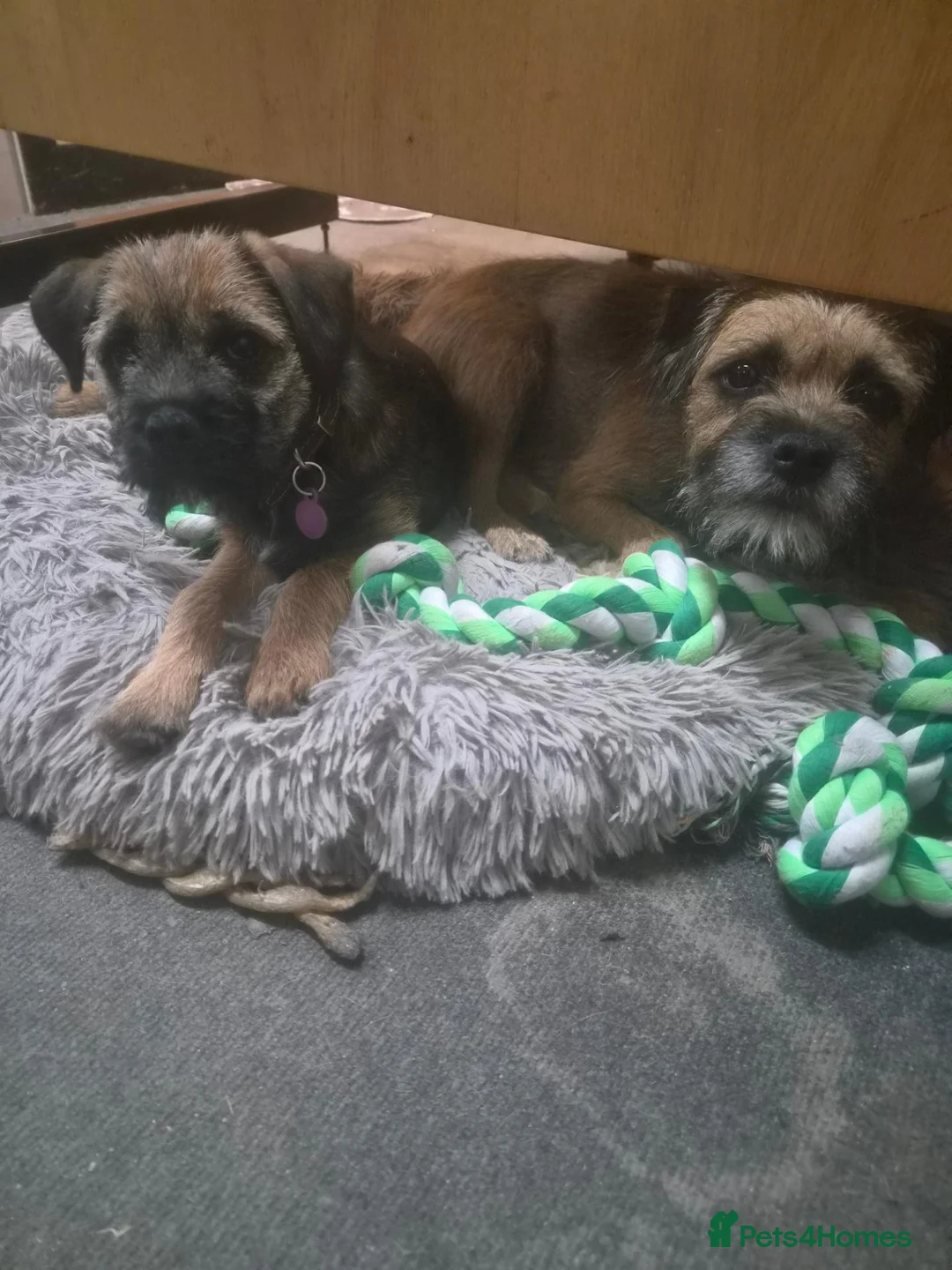 Border Terrier dogs for sale: Beautiful Grizzle Border Terrier Girl, Crumble - Advert 2