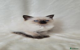 Ragdoll cats for sale: Ragdoll kittens for sale - Image 6