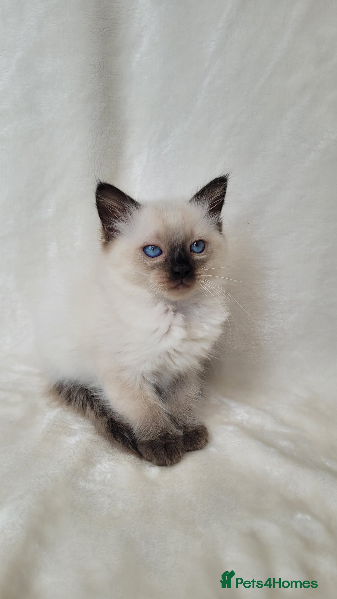 Ragdoll cats for sale: Ragdoll kittens for sale - Image 6