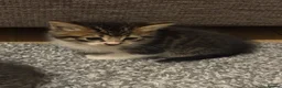 British Shorthair cats for sale: 2 kittens and 1 mother for sale - Advert 2