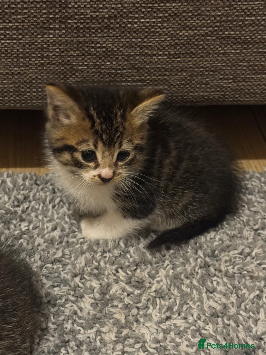 British Shorthair cats for sale: 2 kittens and 1 mother for sale - Advert 2