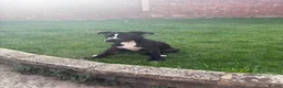 Staffordshire Bull Terrier dogs for sale: 15-Week-Old Female Staffy puppy in Maidenhead - Advert 5
