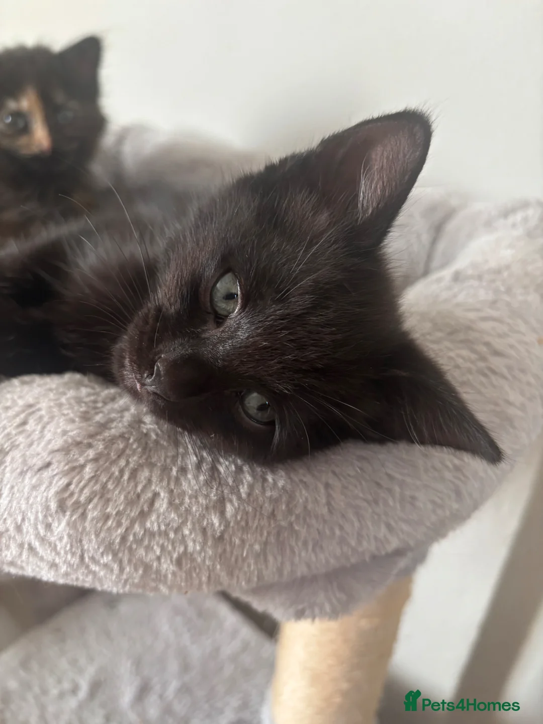 Mixed Breed cats for sale: Kittens ready to go - Advert 8