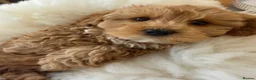 Cavapoochon dogs for stud: 🐾 Cavapoochon stud available – JAX 🐾 - Advert 8