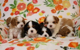 Cavalier King Charles Spaniel dogs for sale: 7 Puppies ready for reservations - Image 10