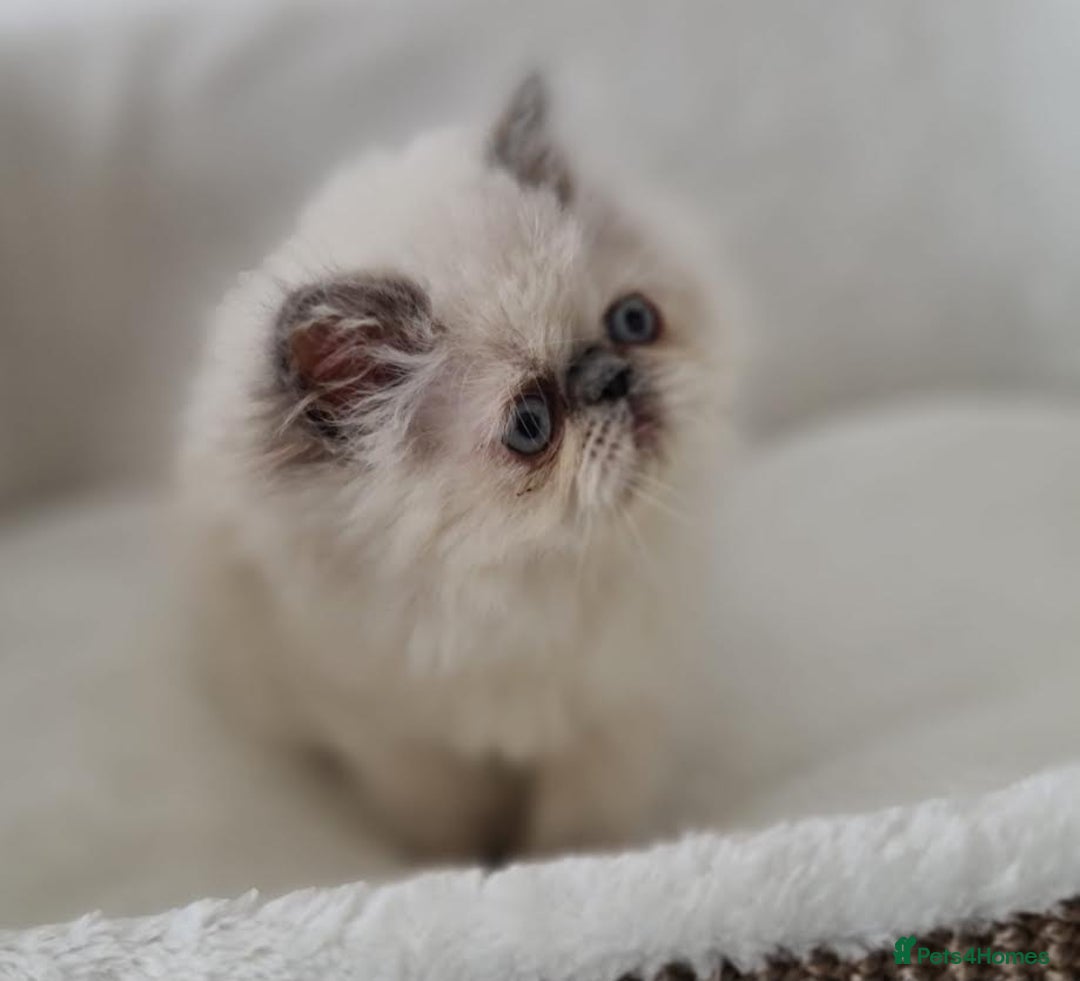 Persian cats for sale: Persian Kittens Looking For New Home - Image 10