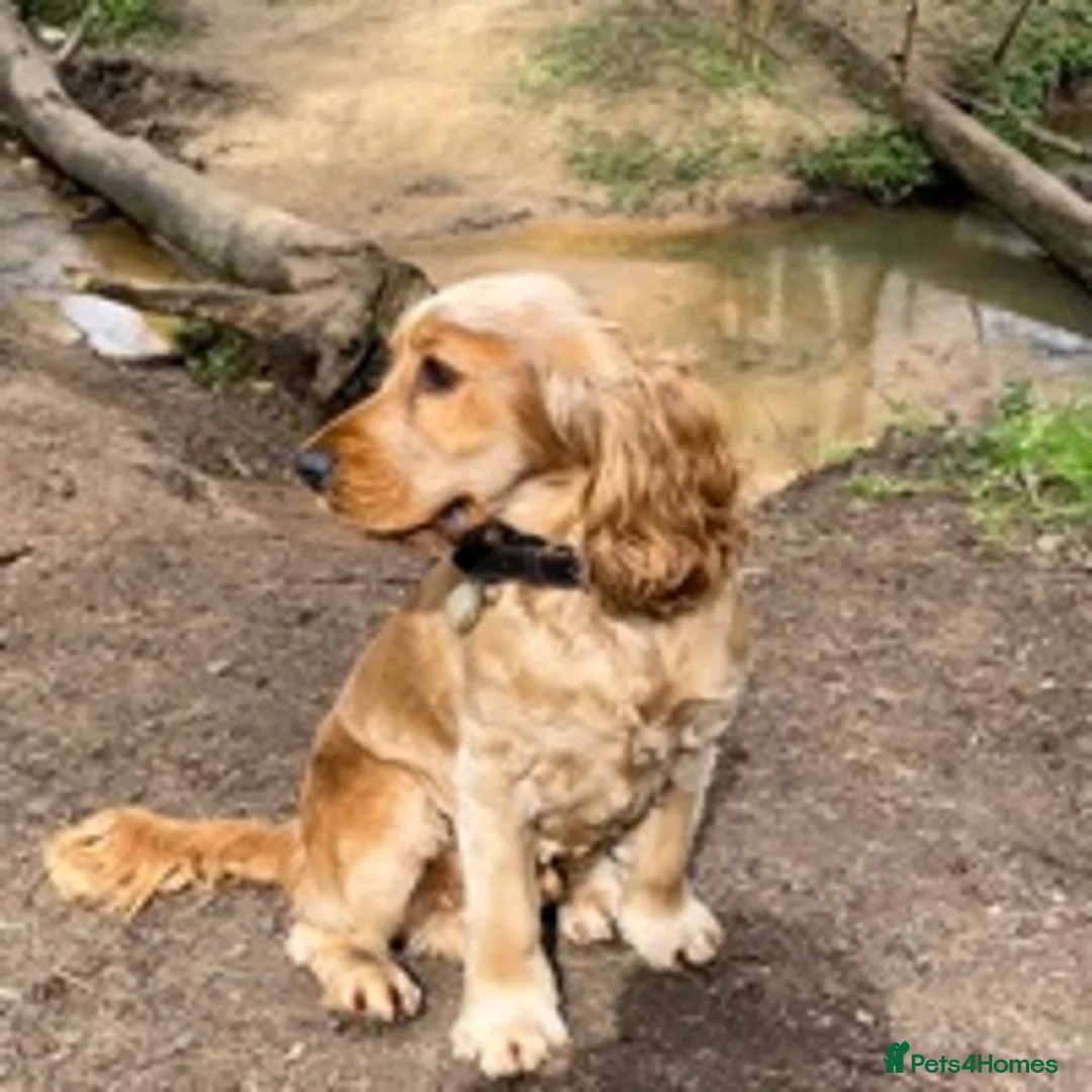 Cocker Spaniel dogs for stud: SHOW COCKER awaiting stud duties in Lincoln - Advert 4