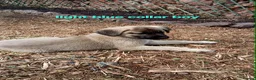 Turkish Kangal dogs for sale: TURKISH KANGAL PUPPIES! - Advert 7