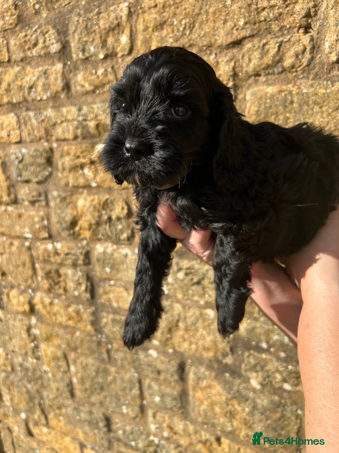 Cavapoo dogs for sale: Cavapoo puppies  - Image 15