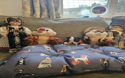 Boston Terrier dogs for sale: Boston Terrier 5* puppies - Image 8