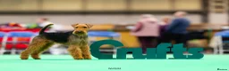 Welsh Terrier dogs for sale: Outstanding Litter of Champion Line Welsh Terriers - Advert 4