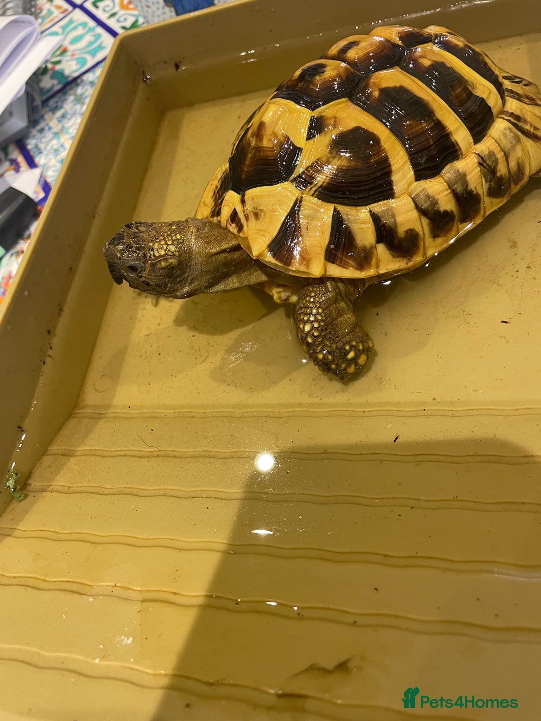 Hermann Tortoise reptiles for sale: Male Hermann Tortoise 5 years old with enclosure  - Advert 2