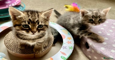 Mixed Breed cats - Advert 8