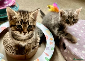 Mixed Breed cats - Advert 8