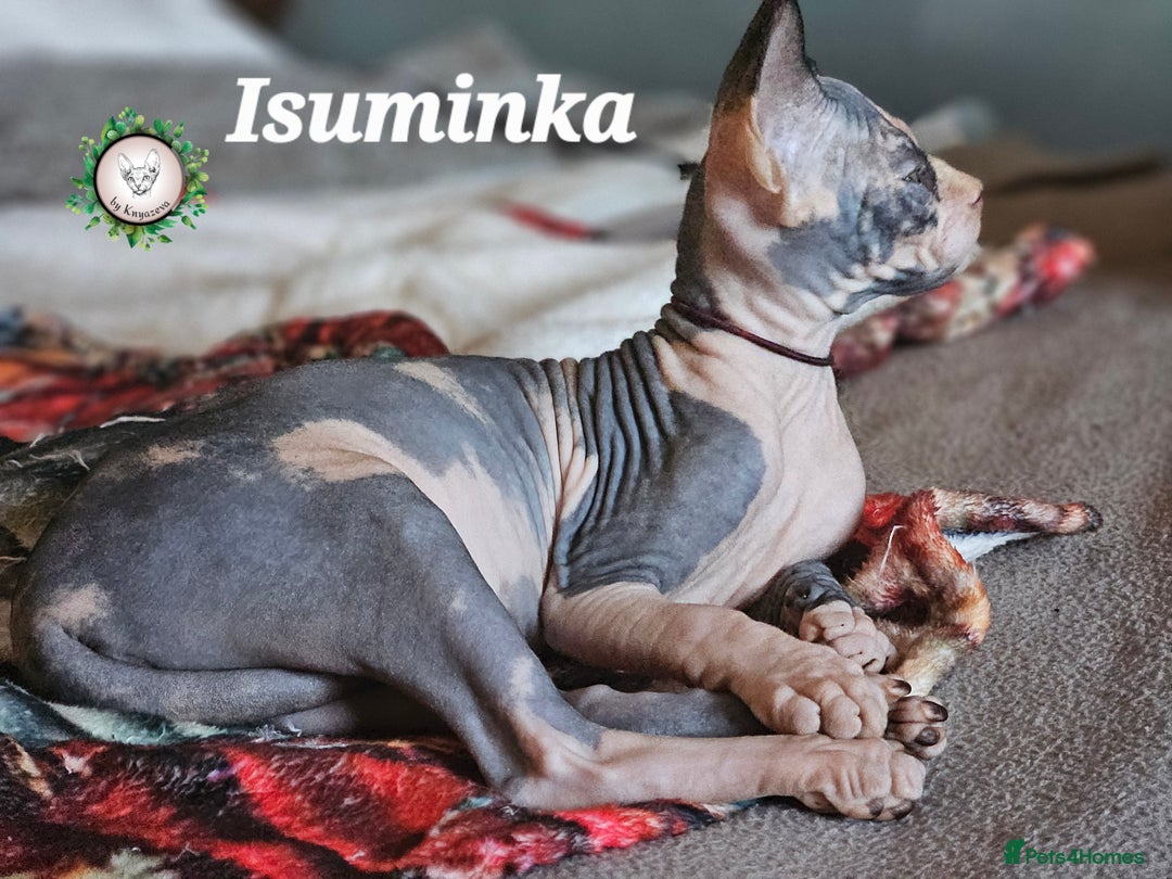 Sphynx cats for sale: Adorable Canadian Sphynx – Champion line - Image 9