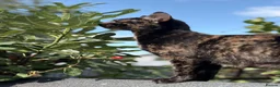 Mixed Breed cats for sale: Cat adoption  in Feltham - Advert 7