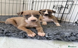 Whippet dogs for sale: Beautiful pedigree whippet puppies  - Image 21