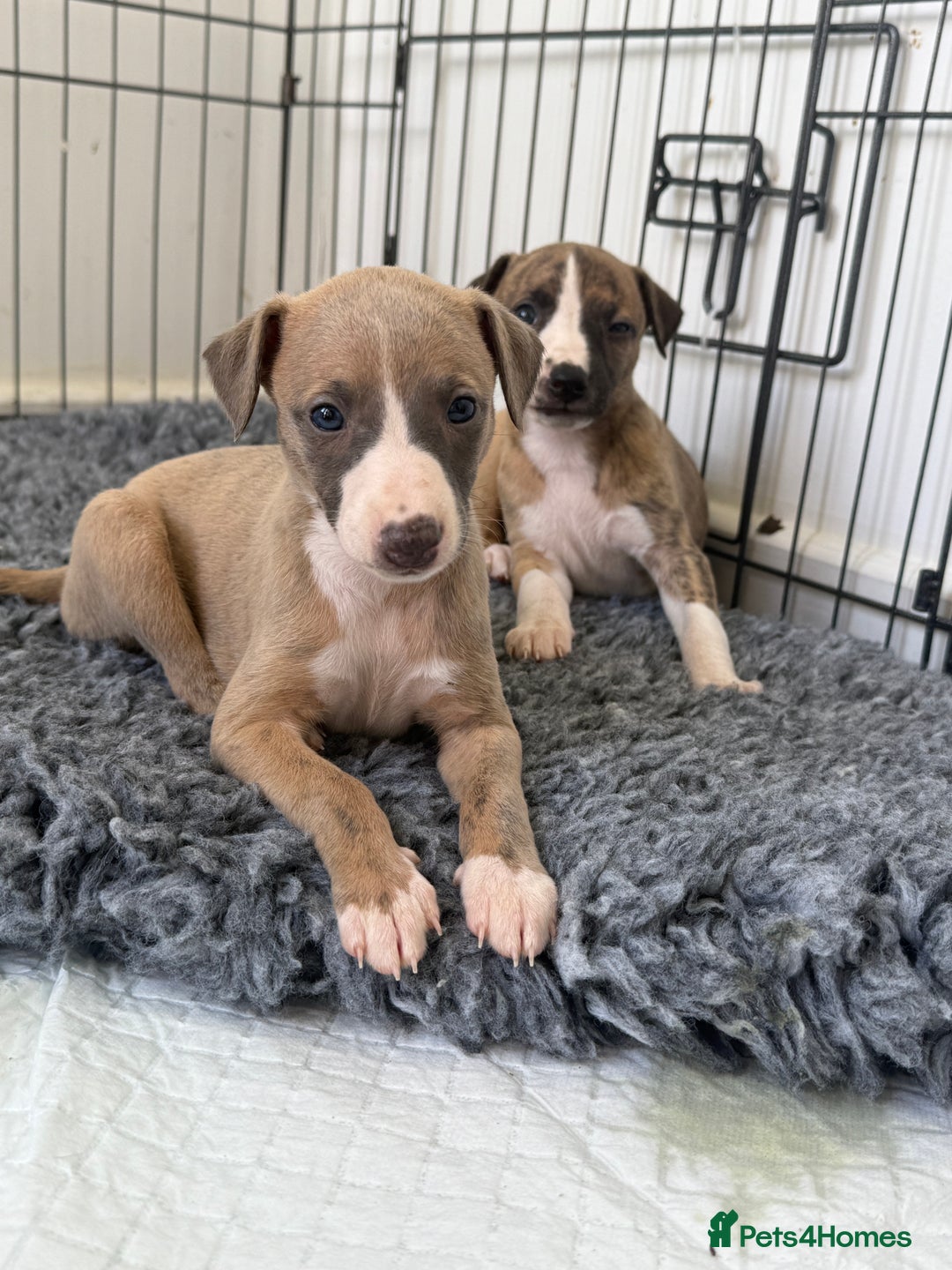 Whippet dogs for sale: Beautiful pedigree whippet puppies  - Image 21