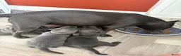 Staffordshire Bull Terrier dogs for sale: KC Registered Blue & Lilac Staffy Puppies 🐾 - Advert 12