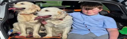 Golden Retriever dogs for sale: Golden Retriever Puppies - Advert 6