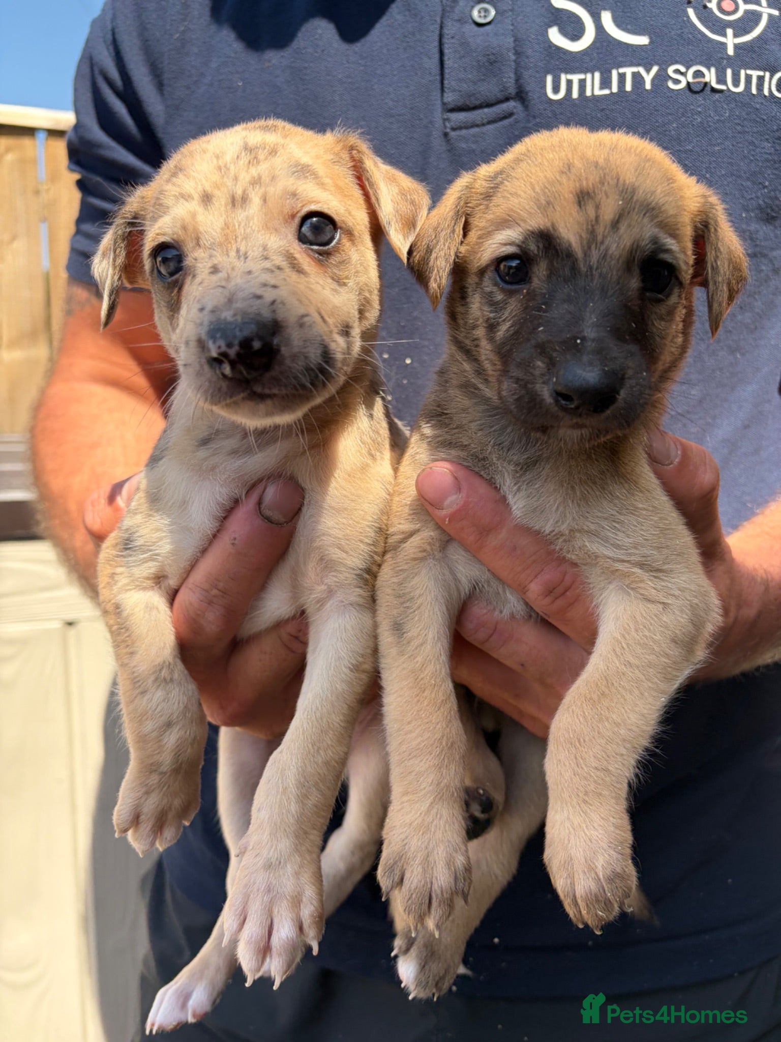 Lurcher dogs Genuine 3/4 whippet 1/4 collie pups for sale  - Advert 10