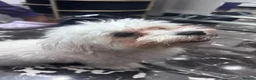 Maltese dogs for sale: Male maltese to be rehomed - Advert 4