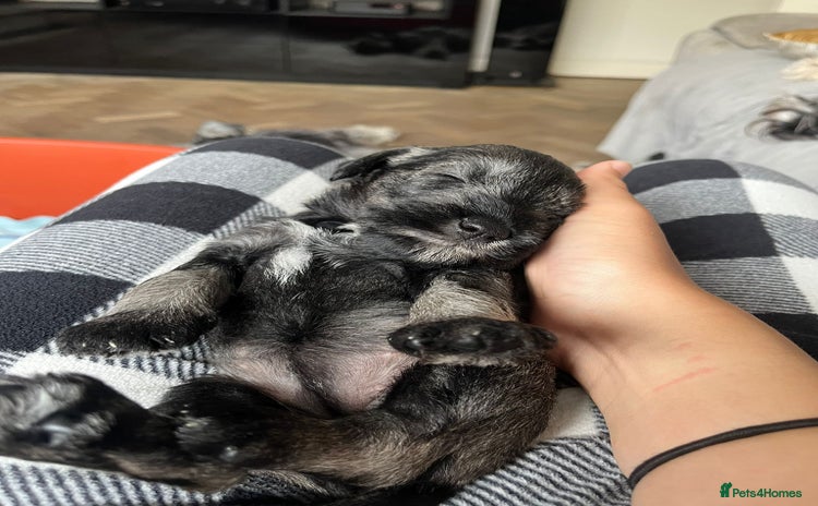 Miniature Schnauzer dogs - Advert 2