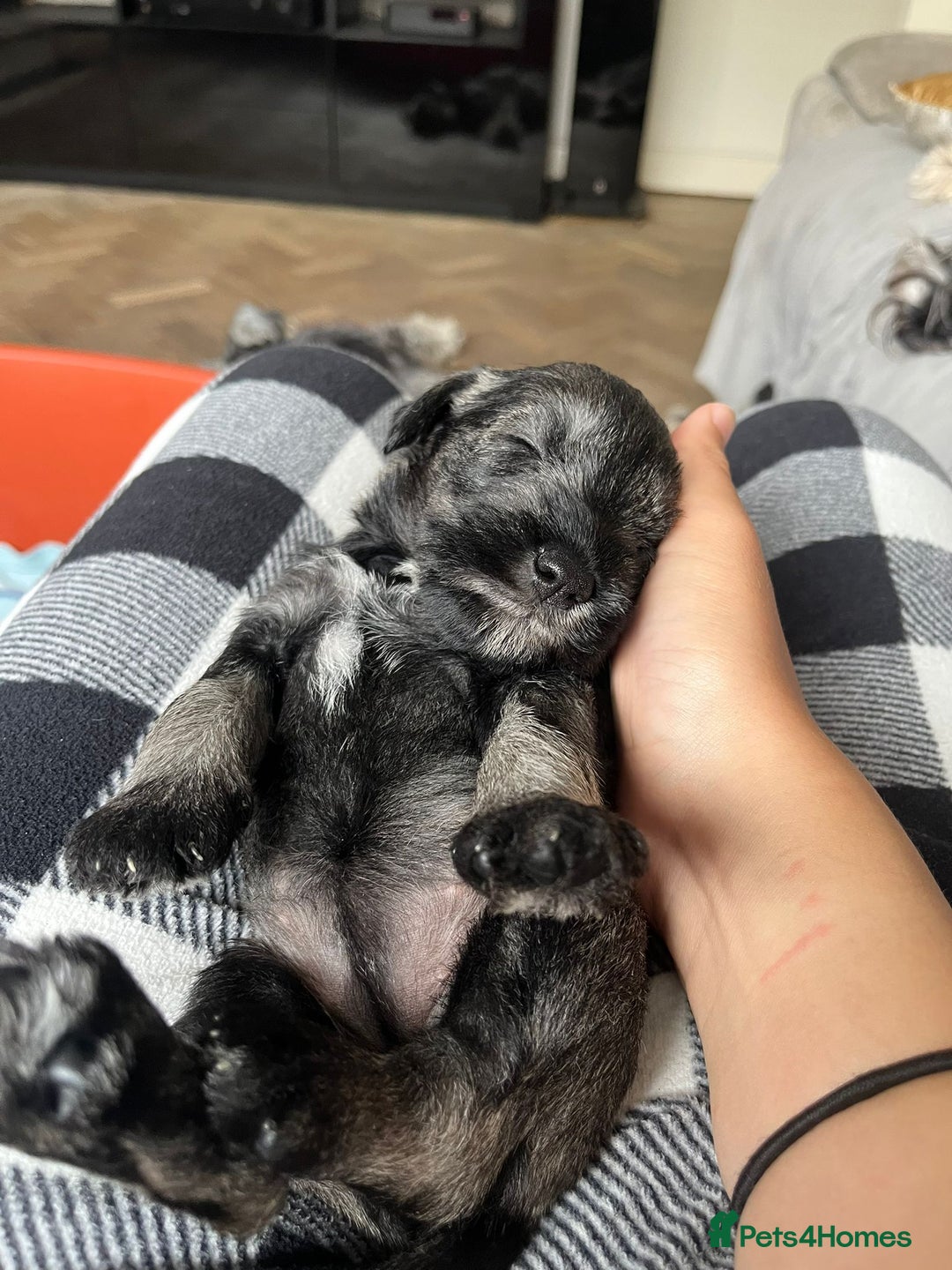 Miniature Schnauzer dogs for sale: Your furry soulmate - Image 6