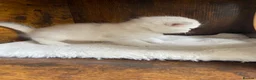 British Shorthair cats for sale: Silver pedigree British Shorthair kittens  - Advert 21