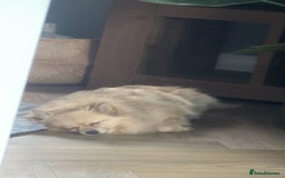 Pomeranian dogs for sale: 4 year old female Pomeranian- sky - Advert 7